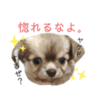 あにまるず。ぱーと7。（個別スタンプ：7）