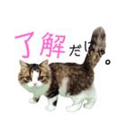 あにまるず。ぱーと7。（個別スタンプ：13）