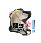 LON＆MEL晴れ時々モナ。日常編（個別スタンプ：11）
