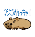 カピちゃんと北九州弁（個別スタンプ：5）