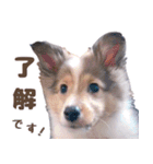 とあるシェルティ子犬の日常（個別スタンプ：2）