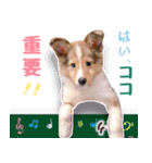 とあるシェルティ子犬の日常（個別スタンプ：3）