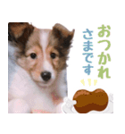 とあるシェルティ子犬の日常（個別スタンプ：6）