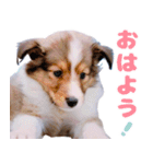 とあるシェルティ子犬の日常（個別スタンプ：7）