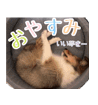 とあるシェルティ子犬の日常（個別スタンプ：8）