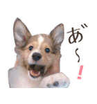 とあるシェルティ子犬の日常（個別スタンプ：9）