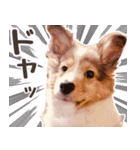 とあるシェルティ子犬の日常（個別スタンプ：10）