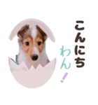 とあるシェルティ子犬の日常（個別スタンプ：11）