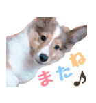とあるシェルティ子犬の日常（個別スタンプ：12）