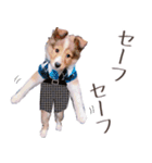 とあるシェルティ子犬の日常（個別スタンプ：14）