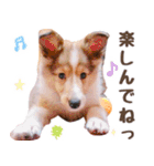 とあるシェルティ子犬の日常（個別スタンプ：15）