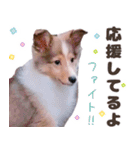 とあるシェルティ子犬の日常（個別スタンプ：16）