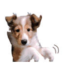 とあるシェルティ子犬の日常（個別スタンプ：17）