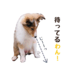 とあるシェルティ子犬の日常（個別スタンプ：18）