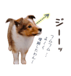 とあるシェルティ子犬の日常（個別スタンプ：19）