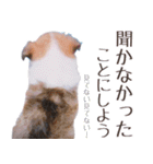 とあるシェルティ子犬の日常（個別スタンプ：20）
