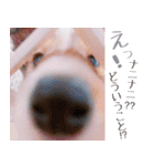 とあるシェルティ子犬の日常（個別スタンプ：21）