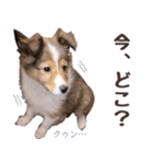 とあるシェルティ子犬の日常（個別スタンプ：23）