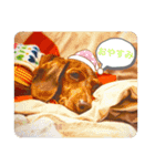 PecoPecoな日常生活2（個別スタンプ：1）