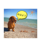 PecoPecoな日常生活2（個別スタンプ：4）