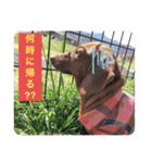 PecoPecoな日常生活2（個別スタンプ：8）