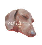 PecoPecoな日常生活2（個別スタンプ：12）