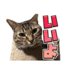 ウチのイヌとネコたち（個別スタンプ：2）