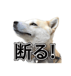 ウチのイヌとネコたち（個別スタンプ：3）
