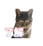 ウチのイヌとネコたち（個別スタンプ：4）