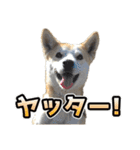 ウチのイヌとネコたち（個別スタンプ：5）