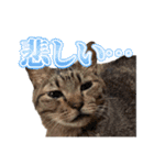 ウチのイヌとネコたち（個別スタンプ：6）