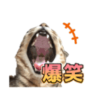 ウチのイヌとネコたち（個別スタンプ：7）