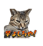 ウチのイヌとネコたち（個別スタンプ：13）