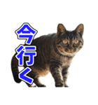 ウチのイヌとネコたち（個別スタンプ：14）