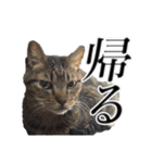 ウチのイヌとネコたち（個別スタンプ：15）