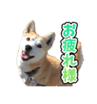 ウチのイヌとネコたち（個別スタンプ：16）