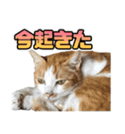 ウチのイヌとネコたち（個別スタンプ：17）