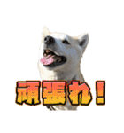 ウチのイヌとネコたち（個別スタンプ：18）