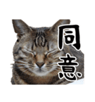 ウチのイヌとネコたち（個別スタンプ：20）