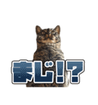 ウチのイヌとネコたち（個別スタンプ：21）