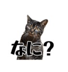 ウチのイヌとネコたち（個別スタンプ：25）