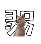 ウチのイヌとネコたち（個別スタンプ：28）