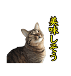 ウチのイヌとネコたち（個別スタンプ：29）
