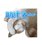 ウチのイヌとネコたち（個別スタンプ：30）