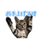 ウチのイヌとネコたち（個別スタンプ：31）
