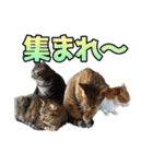 ウチのイヌとネコたち（個別スタンプ：32）