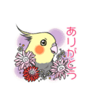 インコとお花のカラフル♪スタンプ（個別スタンプ：11）