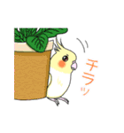 インコとお花のカラフル♪スタンプ（個別スタンプ：16）