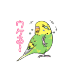 インコとお花のカラフル♪スタンプ（個別スタンプ：24）