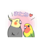 インコとお花のカラフル♪スタンプ（個別スタンプ：36）